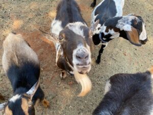 Goats at the farm